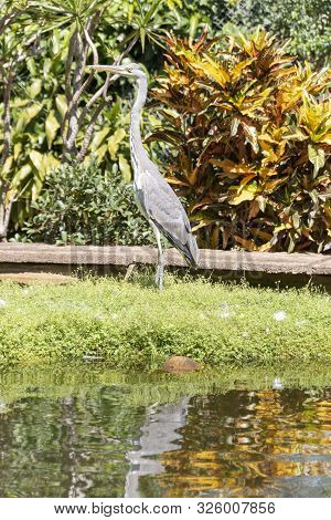 A Close Up View Of A Blue Herein Standing Next To A Open Pond In The Garden