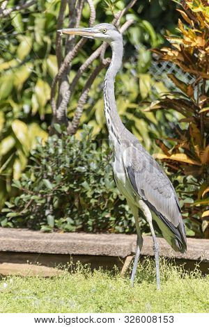 A Close Up View Of A Blue Herein Standing Next To A Open Pond In The Garden