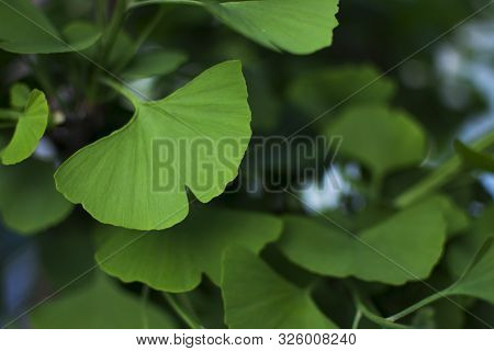 Ginkgo Biloba Tree Branch. Traditional Medicine Of China. Medicinal Herbs. Homeopathic Remedies And 