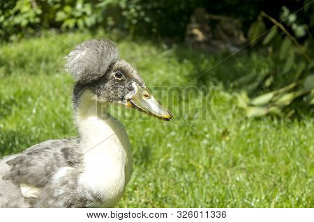 Domestic Ducks Close-up. Rural Poultry Resting On The Grass. Feeding And Breeding Poultry For Meat
