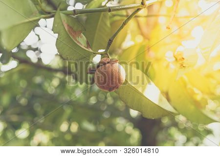 Mangosteen A Queen Of Fruit On Mangosteen Tree