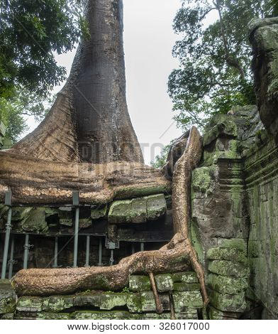 Та Prohm Is The Largest Temple, It Rains In The Rainy Season.  Restorers Spared Banyan Trees With Th