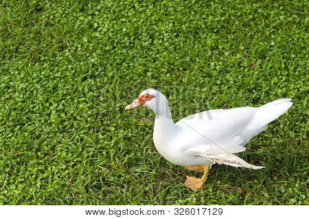 Domestic Ducks Close-up. Rural Poultry Resting On The Grass. Feeding And Breeding Poultry For Meat