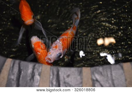 The Marine Life In Aquarium Of Berlin Germany