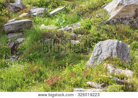 Rocks And Beautiful Flowers Along The Path At Mount Baker Artist Point Snoquamish Washington