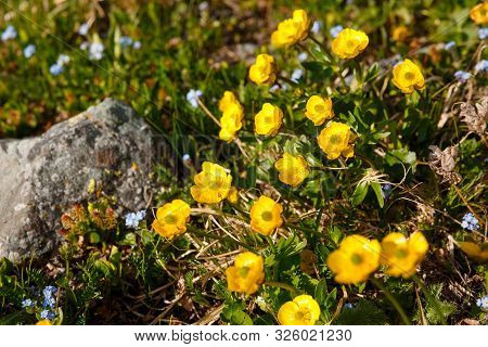 Altai Herbs And Plants, Yellow Flowers On A Background Of Green Grass