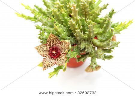 Stapelia blomst