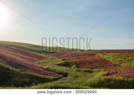 Landscape With Red Blossom Of Honey Flowers Sulla On Pastures And  Green Wheat Fields On Hills Of Si