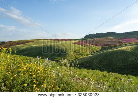 Landscape With Red Blossom Of Honey Flowers Sulla On Pastures And  Green Wheat Fields On Hills Of Si