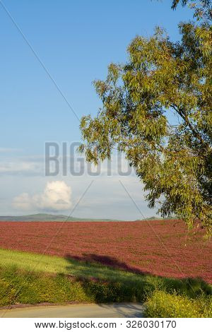 Landscape With Red Blossom Of Honey Flowers Sulla On Pastures And  Green Wheat Fields On Hills Of Si