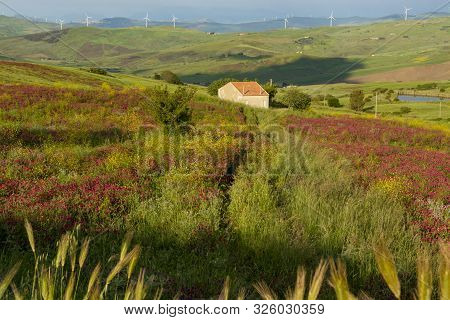 Landscape With Colorful Blossoming Pastures And Fields, Honey Flowers Sulla From Sicily, Agriculture