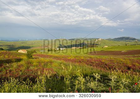 Landscape With Colorful Blossoming Pastures And Fields, Honey Flowers Sulla From Sicily, Agriculture