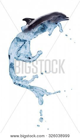 grey doplhin from blue water isolated on white background