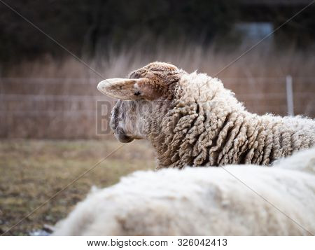 Sheep Grazed In The Outdoor Paddock In Winter Time