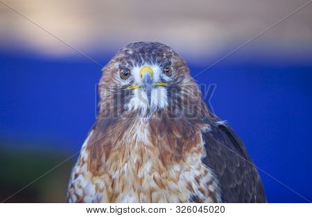 Red-tailed Hawk Or Buteo Jamaicensis. Closeup Shot