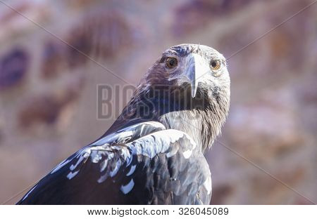 Spanish Imperial Eagle
Or Aquila Adalberti. Front View