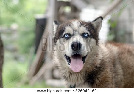Arctic Malamute With Blue Eyes Muzzle Portrait Close Up. This Is A Fairly Large Dog Native Type
