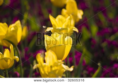 Tulipány