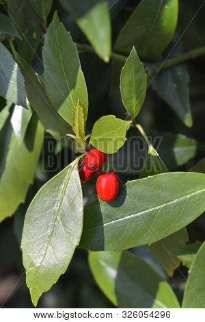 Japanese Laurel Red Berries - Latin Name - Aucuba Japonica