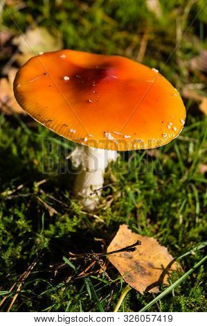 In Autumn You Can Find These Mushrooms In The Forest