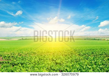 Green Beet Field And Sun On Blue Sky. Agricultural Landscape.