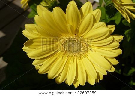 Napos gerbera