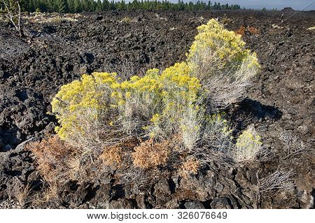 A Clump Of Flowering Sagebrush In An Old Lave Flow Near Lava Butte In Oregon Resembles A Scottish Te