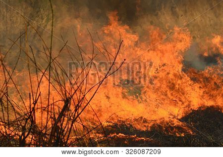 Coastal Zone Of Marsh Creek, Strong Smoke From Fire Of Liana Overgrowth. Spring Fires Of Dry Reeds D