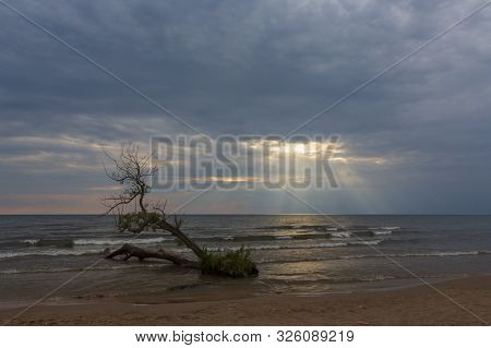A Ray Of Light Breaks Through A Cloudy Sky To Illuminate A Tree Growing On A Beach In Southwick Beac