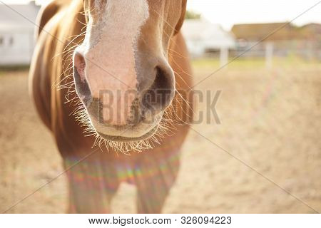 Closeup Of The Nose Of A Brown Horse. Animal Detail Portrait Outdoor