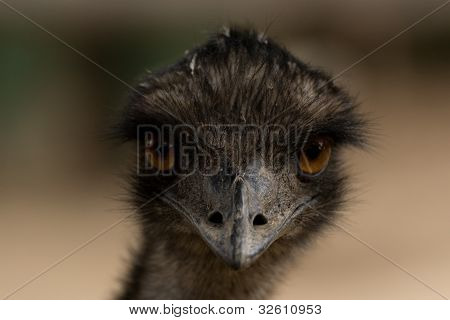 Emu closeup