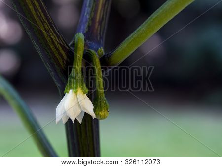 Close Up Photo Of Jalapeno Pepper Blooming And Unopened Flower. The Flowers Are Hanging Down From Th