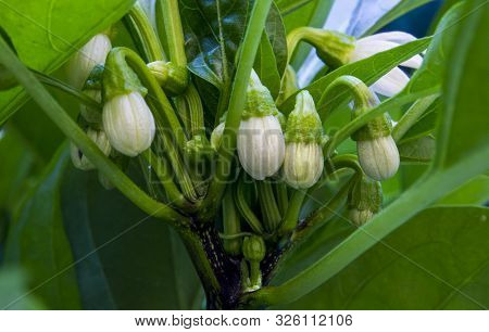 Close Up Photo Of Chili Pepper Saltillo Unopened White Flowers. Unopened Flowers And Green Big Leave
