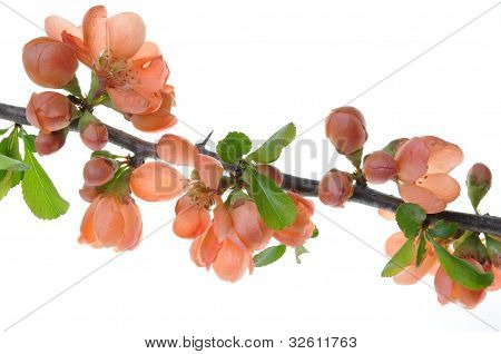 Fiori rosa su un ramo in fiore