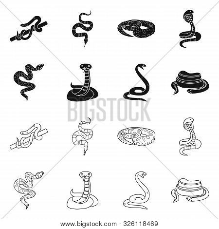 Vector Illustration Of Snake And Creepy Logo. Collection Of Snake And Wildlife Vector Icon For Stock