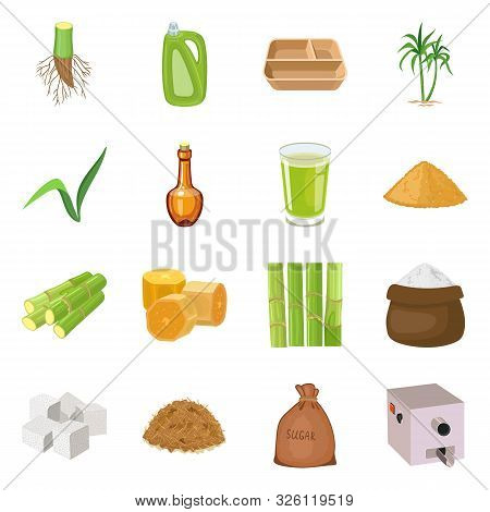 Vector Illustration Of Sugarcane And Plant Logo. Collection Of Sugarcane And Agriculture Vector Icon