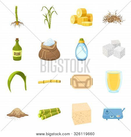 Vector Design Of Sugarcane And Plant Sign. Collection Of Sugarcane And Organic Stock Vector Illustra
