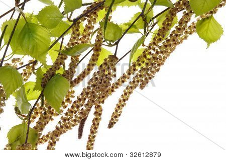 Fioritura di betulla