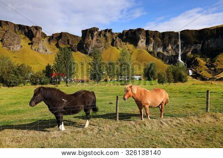 Traditional Horses in Iceland, Europe