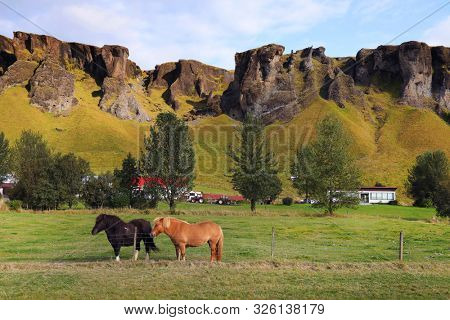Traditional Horses in Iceland, Europe