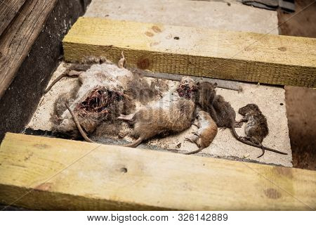 Dead Mice And Rats Are In One Heap