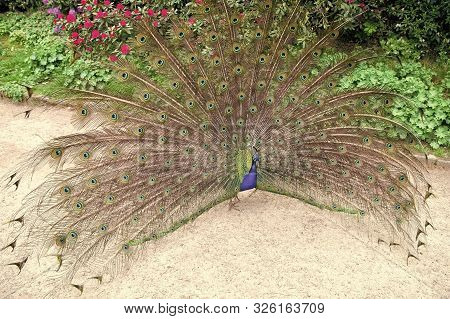 Trying To Attract Peahen. Peacock Bird Showing Its Feathers. Beautiful Peafowl Bird On Summer Day. M