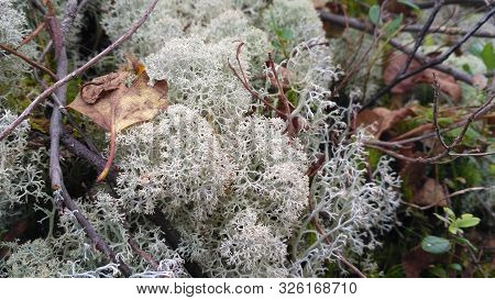 Star-tipped Reindeer Lichen. Beautiful Air Moss Grows In A Forest Among Other Forest Vegetation. Cla