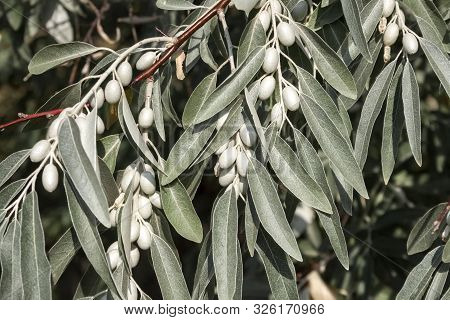 Closeup Of Elaeagnus Angustifolia (commonly Called Russian Olive, Silver Berry, Oleaster, Persian Ol