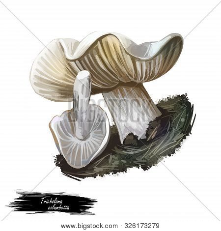 Tricholoma Columbetta Dove-coloured Tricholoma, Edible Mushroom Of Tricholoma. Boletus Cap Ande Body