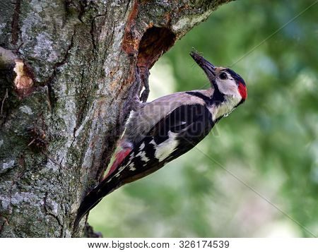 Middle Spotted Woodpecker (Dendrocopos medius) in natural habitat