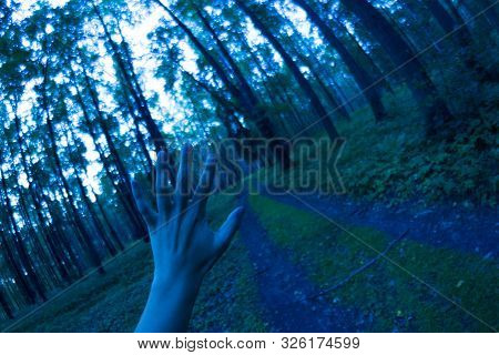Twilight In The Forest, Mystic Nightscape. Scary Forest