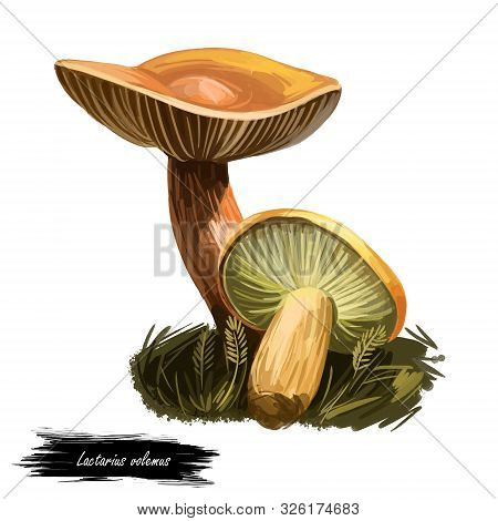 Lactarius Or Lactifluus Volemus, Weeping Milk Cap Mushroom Closeup Digital Art Illustration. Yellow 