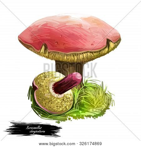 Xerocomellus Or Xerocomus Chrysenteron Mushroom Closeup Digital Art Illustration. Boletus Has Light 