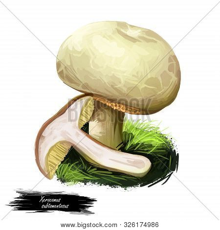 Xerocomus Subtomentosus, Suede Or Boring Brown Bolete Mushroom Closeup Digital Art Illustration. Bol